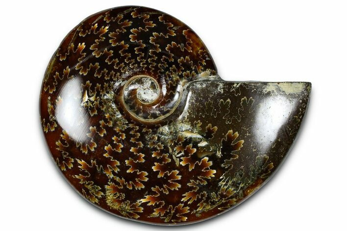 Polished Ammonite (Cleoniceras) Fossil - Madagascar #365019